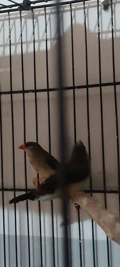 bnaglies. finches