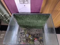 fish aquarium