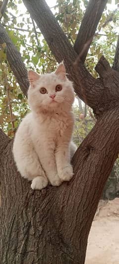 parsian Cate
