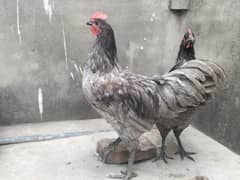 australorp heritage pair available
