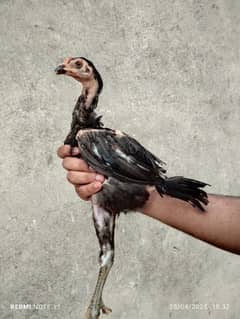 thai aseel chicks