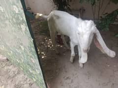 Gulabi Bakra | Gulabi Rajanpuri Bakri | with baby  | بکری