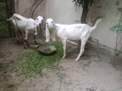 desi bakri | بکری