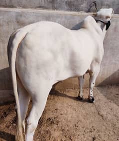 Fathjhangi bull & Dumba