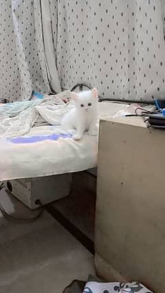 PERSIAN