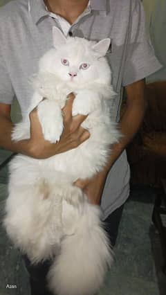 Persian