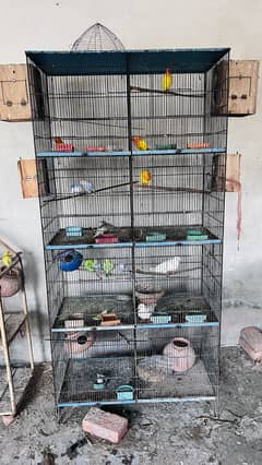 All setup for sale cage lovebirds doves buddies finches cocktail