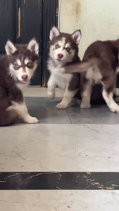 siberian