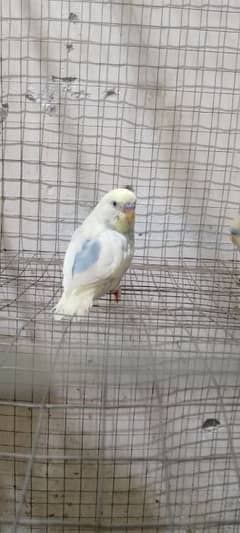 Budgies+Love Birds