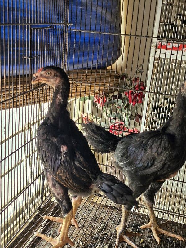 king size o shamo/high quality/white shamo chicks/aseel shamo chick 10