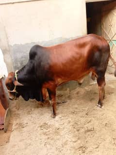 Qurbani lovers Whatsapp no: 03168777663