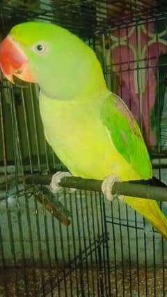 raw parrot