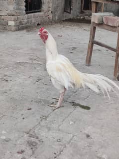 Aseel Hera for sale