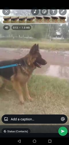 garman female for sale