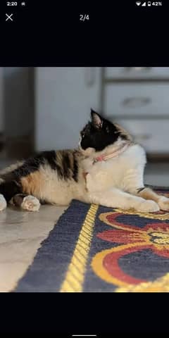 Persian Cat