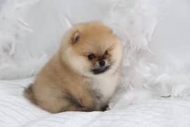 Pomeranian puppies_ Pomeranian dogs_ dogs for sale