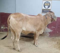 fresh 2 daant bachri for sale