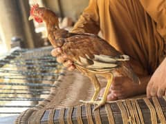 Misrii Male Hens