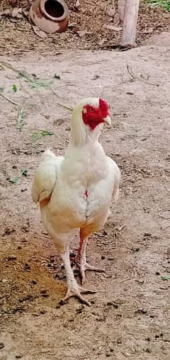 Heera Aseel