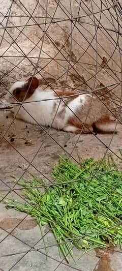 Rabbits pair bonding | healthy khargosh