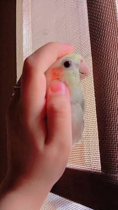 cockatiel V-pied (tamed/red eyes)