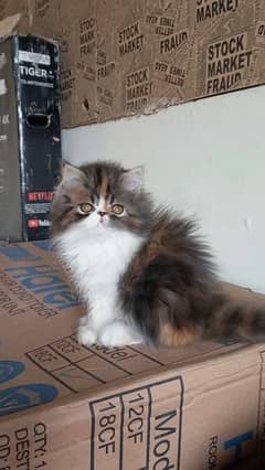 Persian Unique Colour Peki face