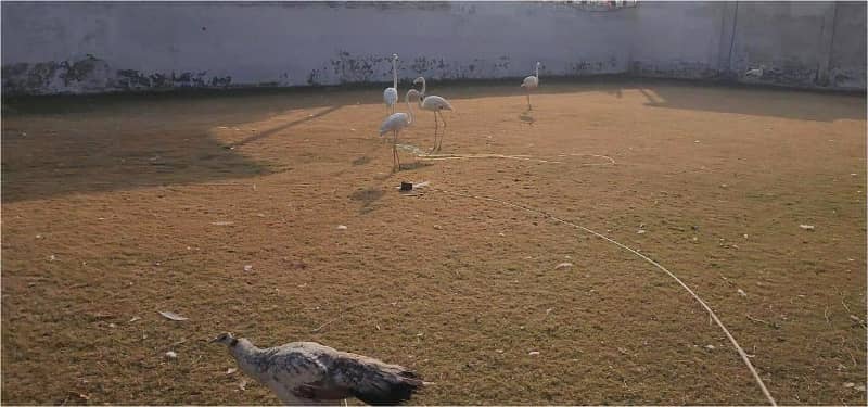 7 kanal Plot with Building on Main Express Way Interchange Big Front On Rent 6