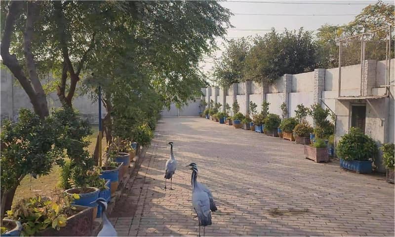 7 kanal Plot with Building on Main Express Way Interchange Big Front On Rent 7