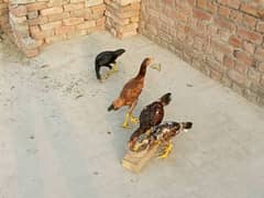 Desi aseel 4 months old chicks for sale