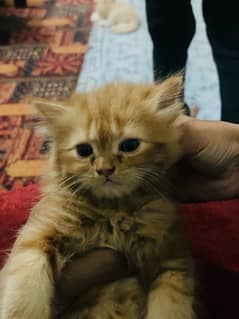 Persian Kittens Top Quality up for sale