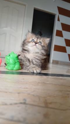 Kitten