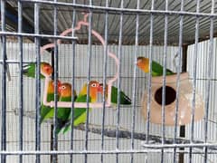 4 breader pair healthy and fit