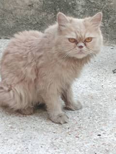 heavy coated pair with one kitten