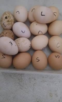 thati murga or pokya murgi k egg 4 sale . Aseel murga 4 sale
