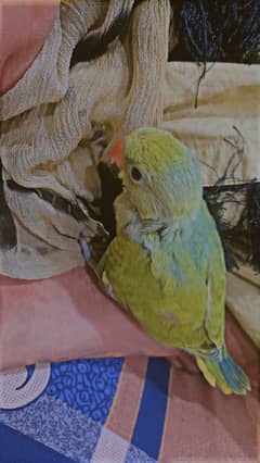Green chicks