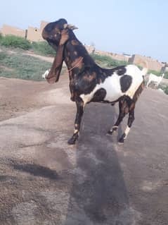 Kamora patera bakra for sell