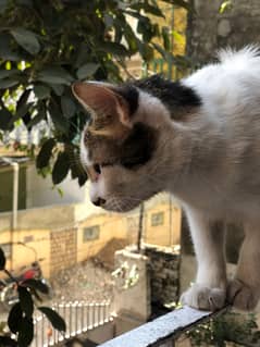 Male cat