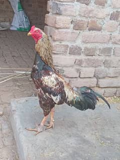 Pure Aseel Murga for sale