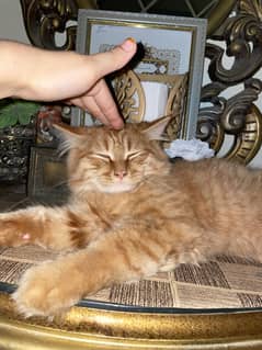 Persian cat