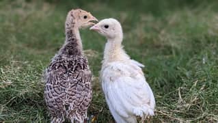 Turkey Chicks and Setup for sale