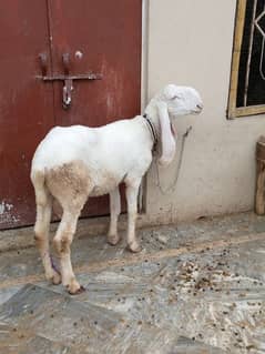 bakra