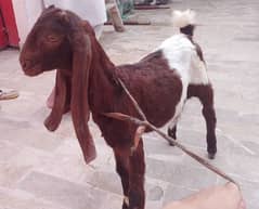 bakra for sale