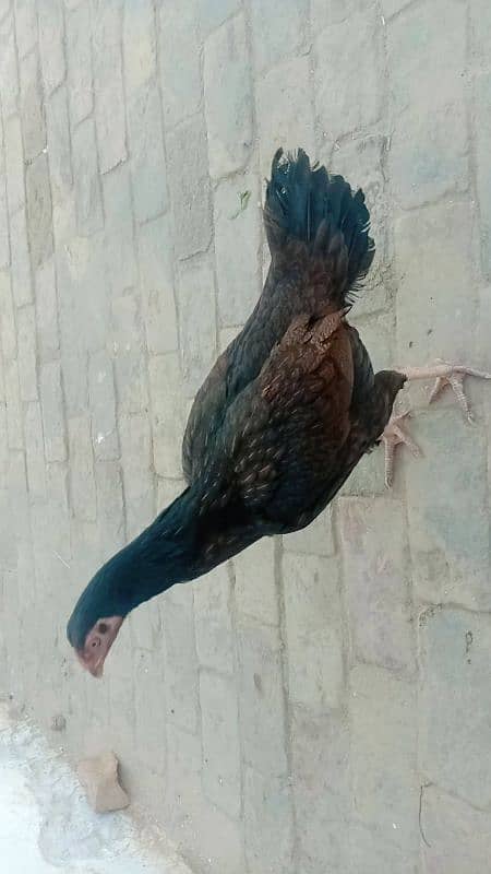 urgent sale 0