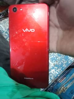 vivo