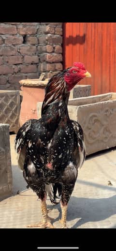 Pure Aseel Mianwali Homebreed For sale