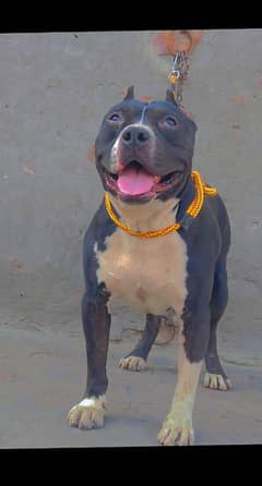 sale pitbull