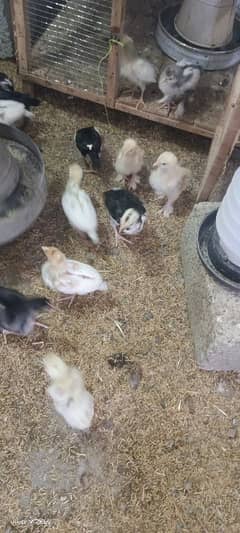 white hera lesani aseel golden buff for sale