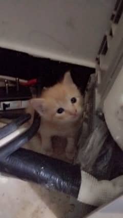 4 kittens Hain two a re male n t we o R female. .