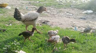 very beautiful aseel hen and chicks