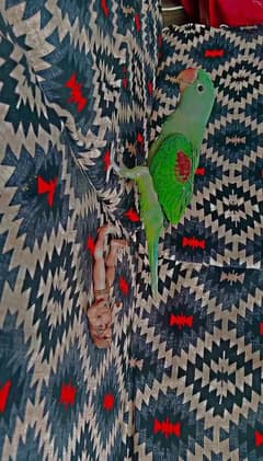 Kashmiri Raw parrot  only 3 sa 3.5 month ka h Wtsp 03474994723
